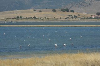 Αναρίθμητα φλαμίνγκο στον Κόλπο της Καλλονής